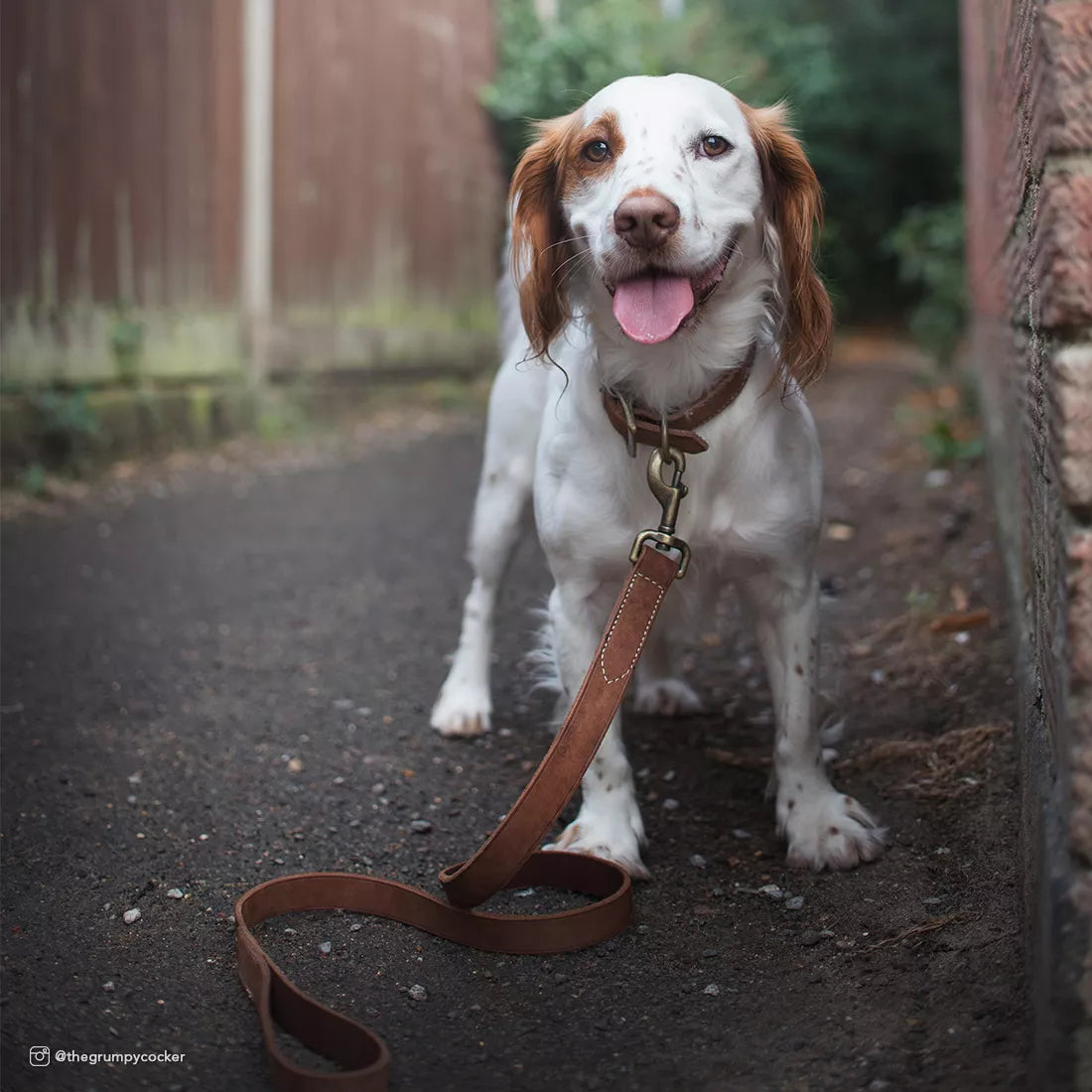 Circle T Rustic Leather Town Dog Collar, Brick Red