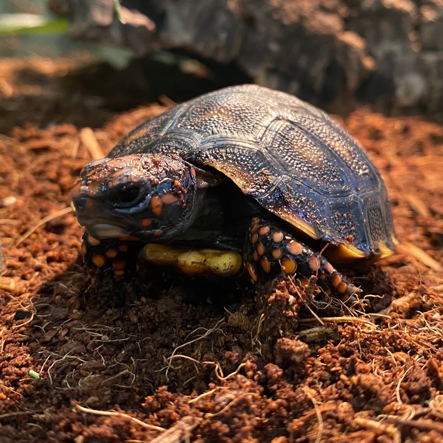 Cherry Head Red Footed Tortoise