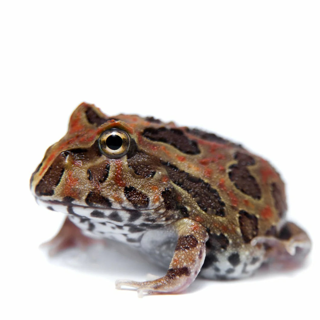Chocolate Pacman Frog