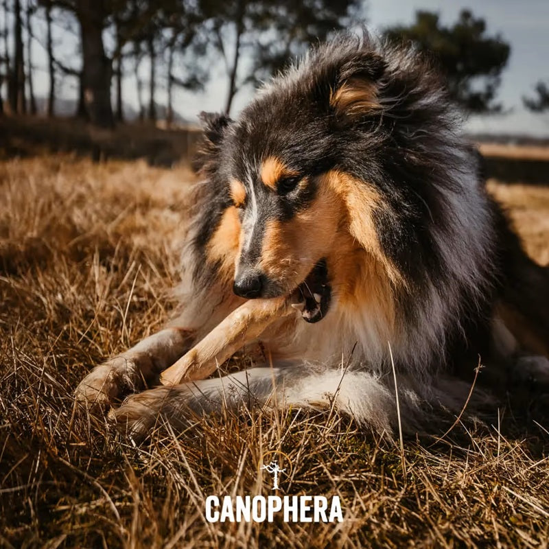 Canophera Coffee Wood Dog Chew Stick