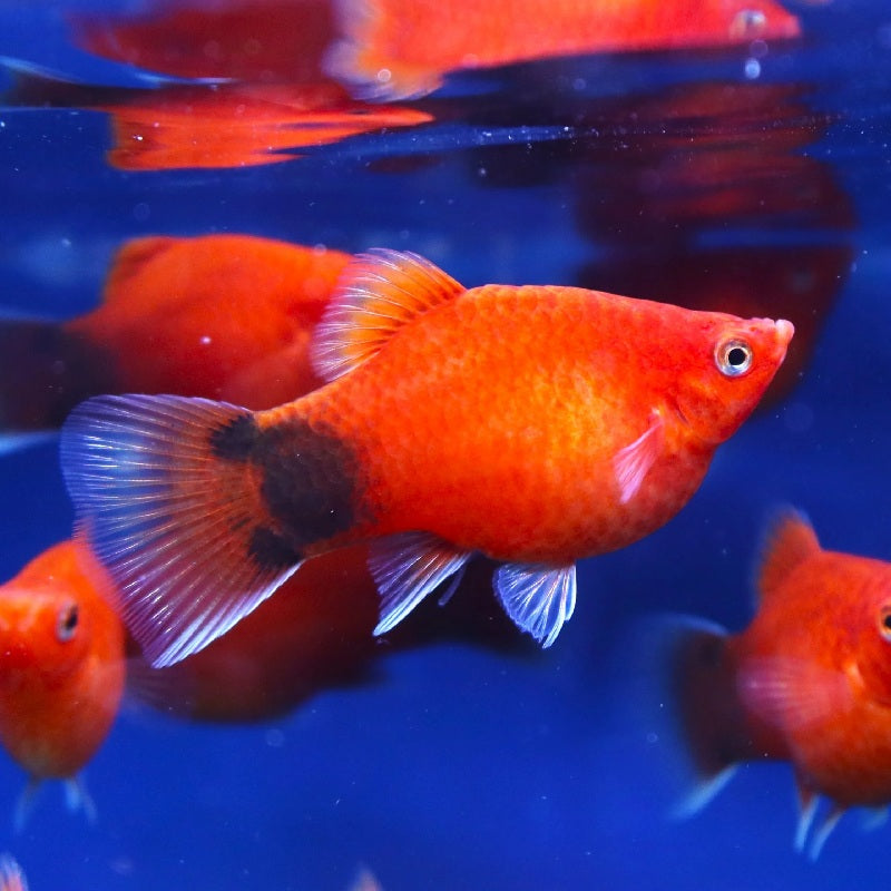 Coral Red Mickey Mouse Platy