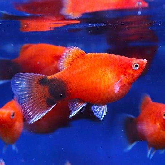 Coral Red Mickey Mouse Platy