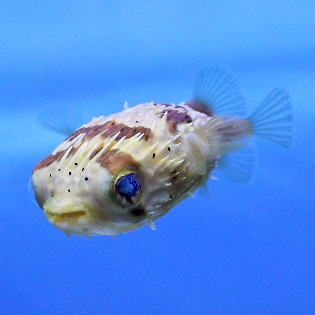 Porcupine Puffer