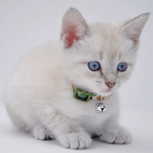 Load image into Gallery viewer, Li&#39;l Pals Adjustable Breakaway Kitten Collar, Daisy Multi-Color
