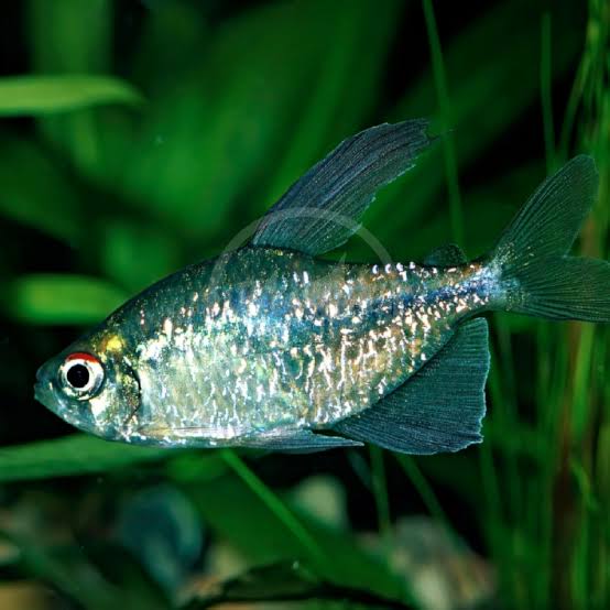 Diamond Tetra