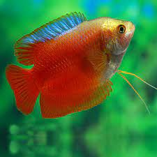 Flame Dwarf Gourami