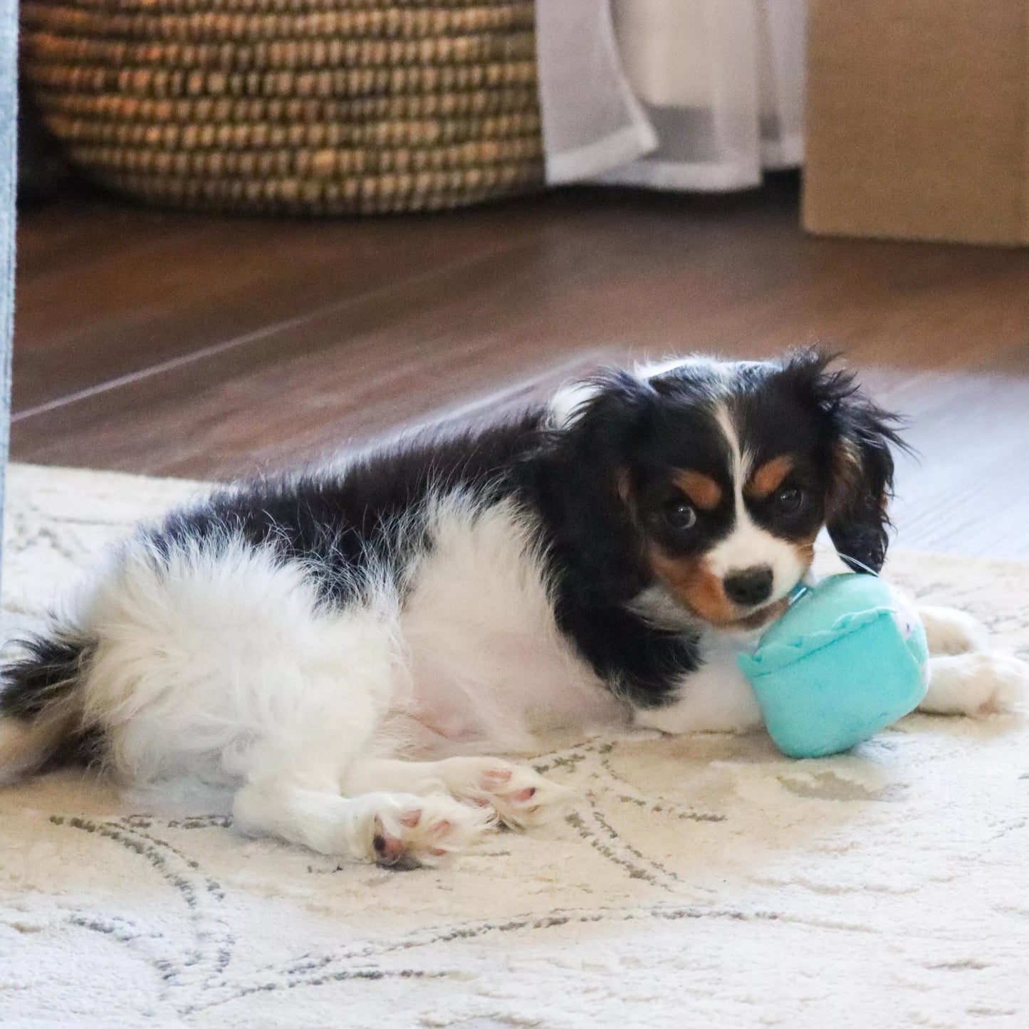 Li'l Pals by Coastal Birthday Combo - Bandana, Bowtie & Dog Toy