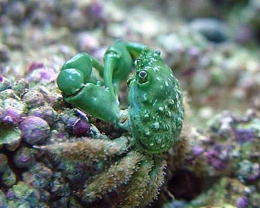 Emerald Crab