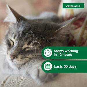Advantage II Flea Treatment & Prevention for Small Cats 2 Monthly Doses