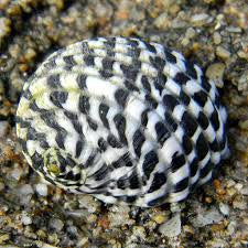 Saltwater Nerite Snail