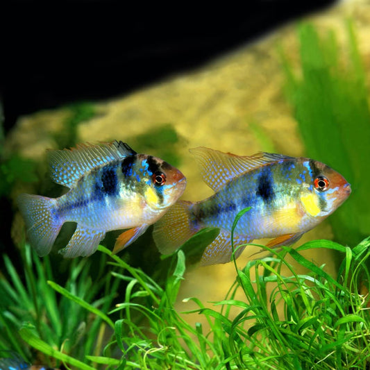 German Blue Ram