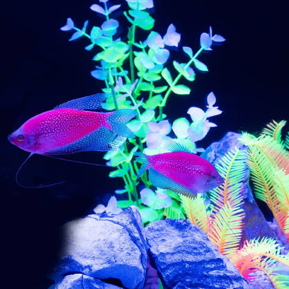 GloFish Pearl Gourami Starfire Red
