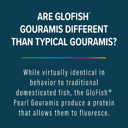 GloFish Pearl Gourami Starfire Red