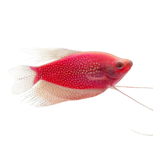 GloFish Pearl Gourami Starfire Red