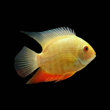 Load image into Gallery viewer, Gold Red Spotted Severum
