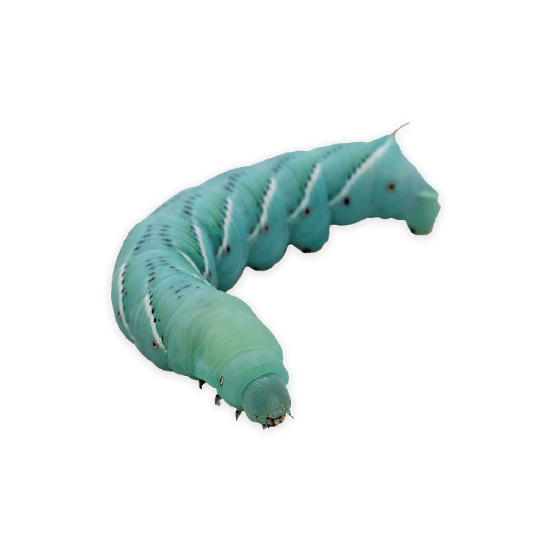 BeneBugs Hornworms 12 Count