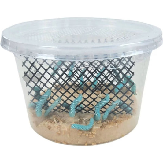 BeneBugs Hornworms 12 Count