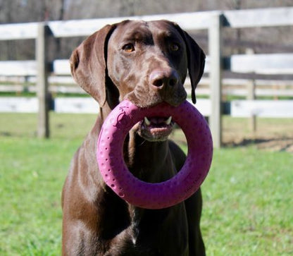 Tall Tails Sport Ring Dog Toy, Large