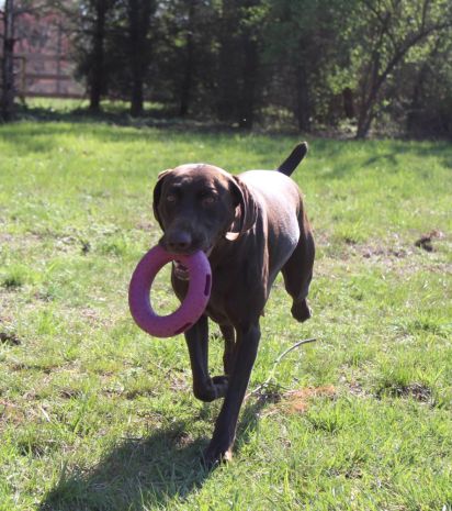Tall Tails Sport Ring Dog Toy, Large