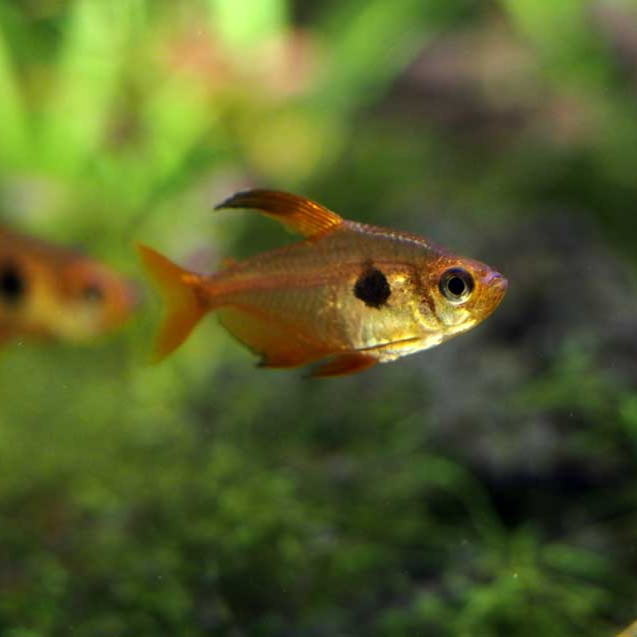 Red Phantom Tetra