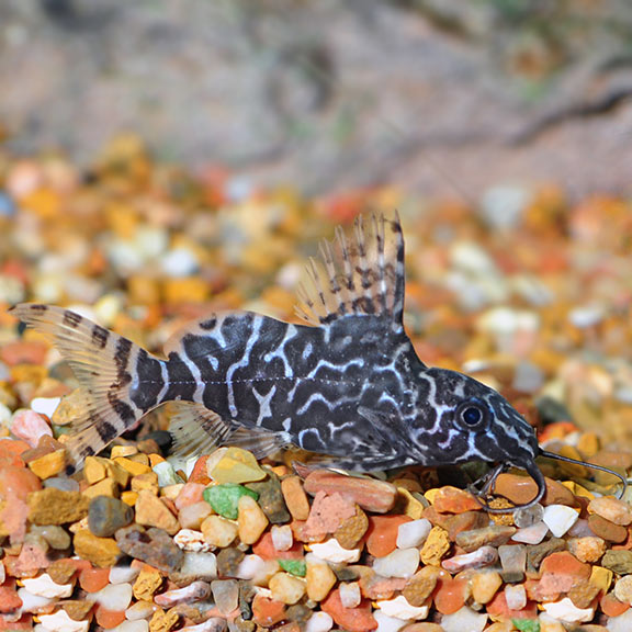 Eupterus Synodontis