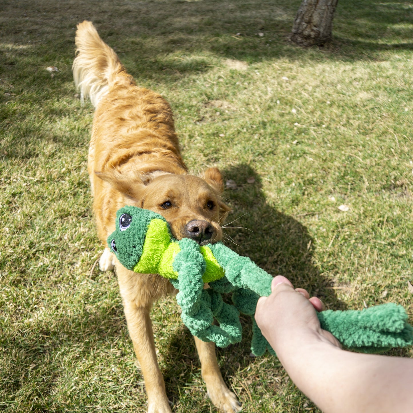 KONG Knots Frog Dog Toy Large/X-Large