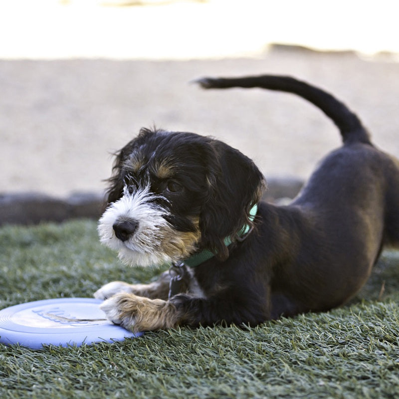 KONG Puppy Flyer, Small