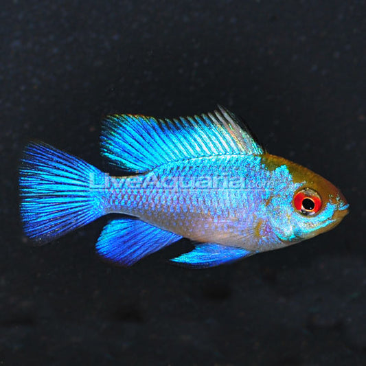 Electric Blue Ram