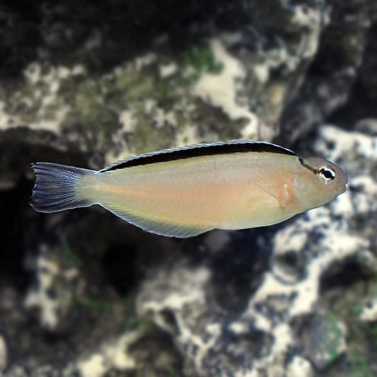 Disco Blenny