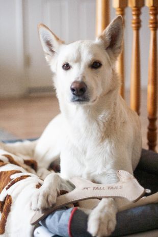 Tall Tails Natural Leather Antler Dog Toy