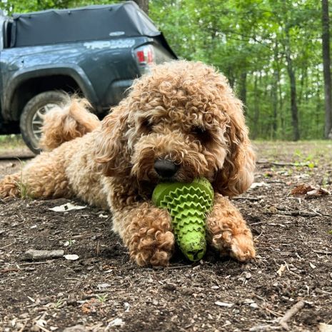 Tall Tails Natural Rubber Evergreen Tree Reward Dog Toy