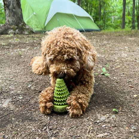 Tall Tails Natural Rubber Evergreen Tree Reward Dog Toy