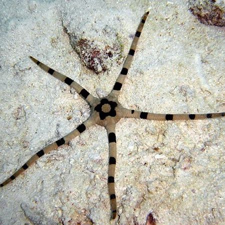 Brittle Banded Starfish