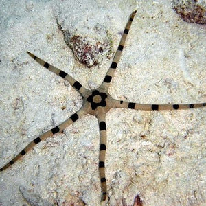 Brittle Banded Starfish