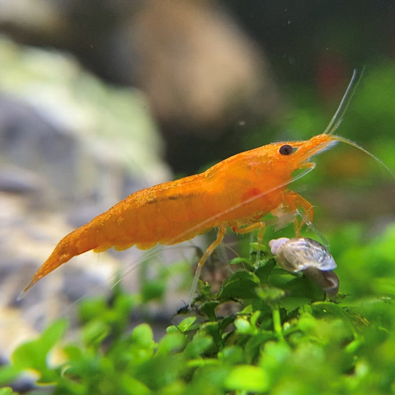 Sunkist Shrimp