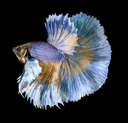 Super Delta Male Betta