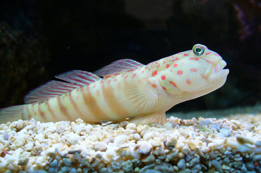 Pink Spotted Watchman Goby