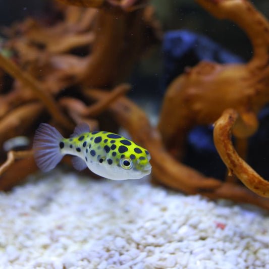 Green Puffer