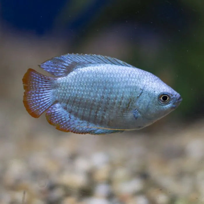 Powder Blue Dwarf Gourami