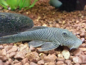 Rubbernose Pleco