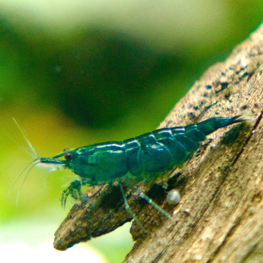 Green Jade Shrimp