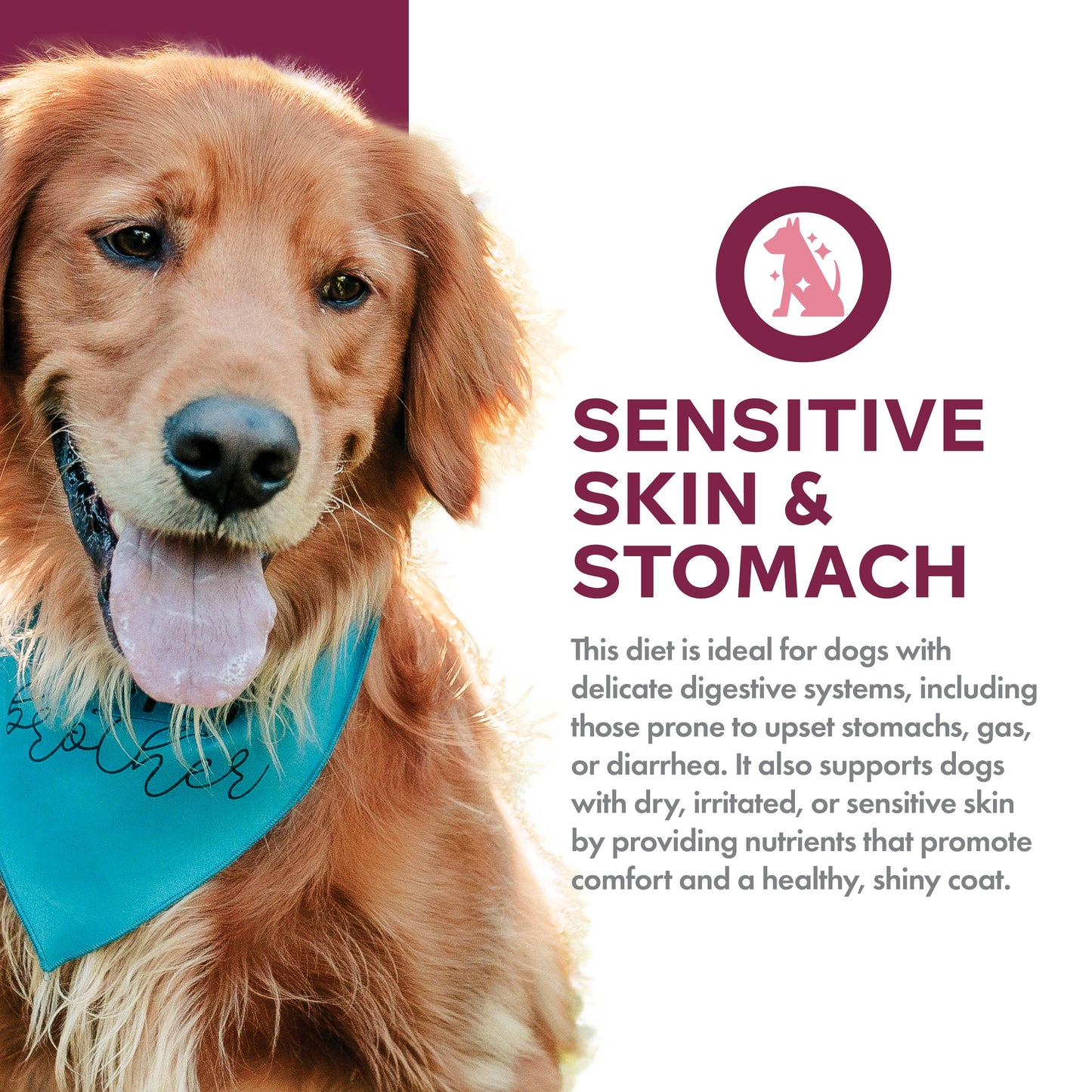 Fromm Family Nutritional's Sensitive Skin & Stomach Salmon & Whole Oats Recipe Dog Food