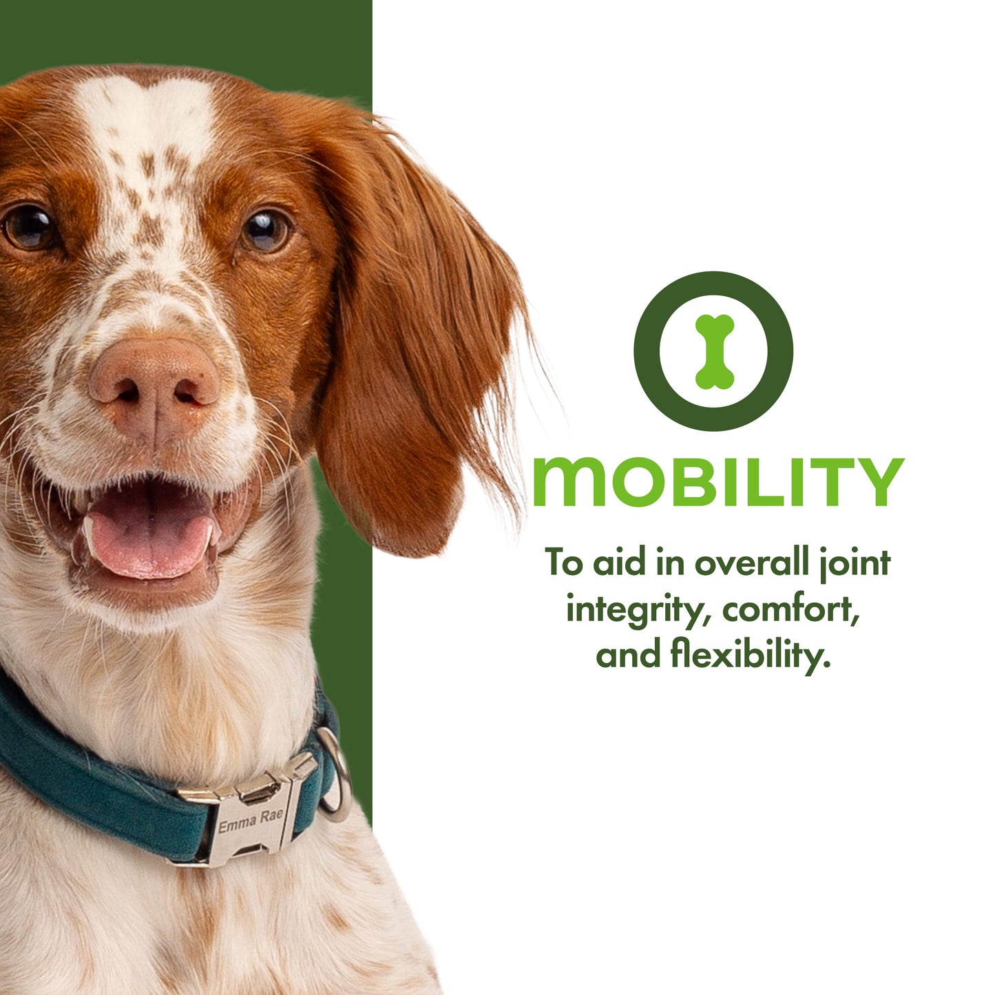 Fromm Nutritionals Mobility Supplement Pâté Canned Dog Food