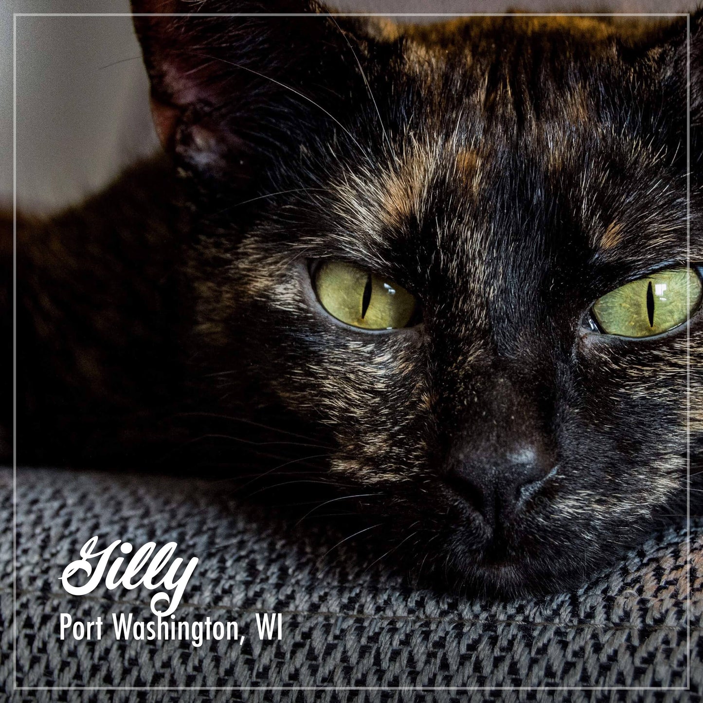 Fromm Purrsnickitty Duck Liver Pate Canned Cat Food, 3 oz