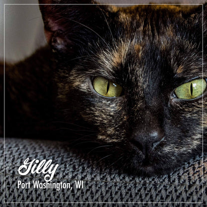 Fromm Purrsnickitty Duck Liver Pate Canned Cat Food, 3 oz