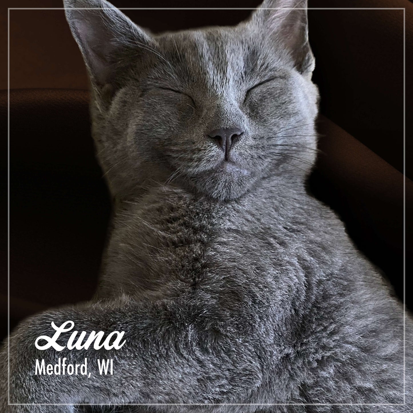 Fromm PurrSnickitty Chicken Delight Recipe Cat Food