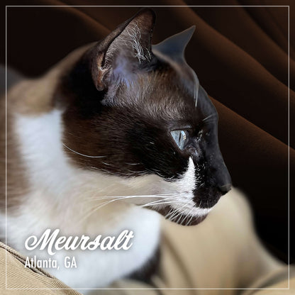 Fromm PurrSnickitty Chicken Delight Recipe Cat Food