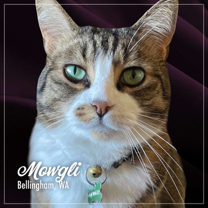 Fromm PurrSnickitty Salmon Splendor Recipe Cat Food