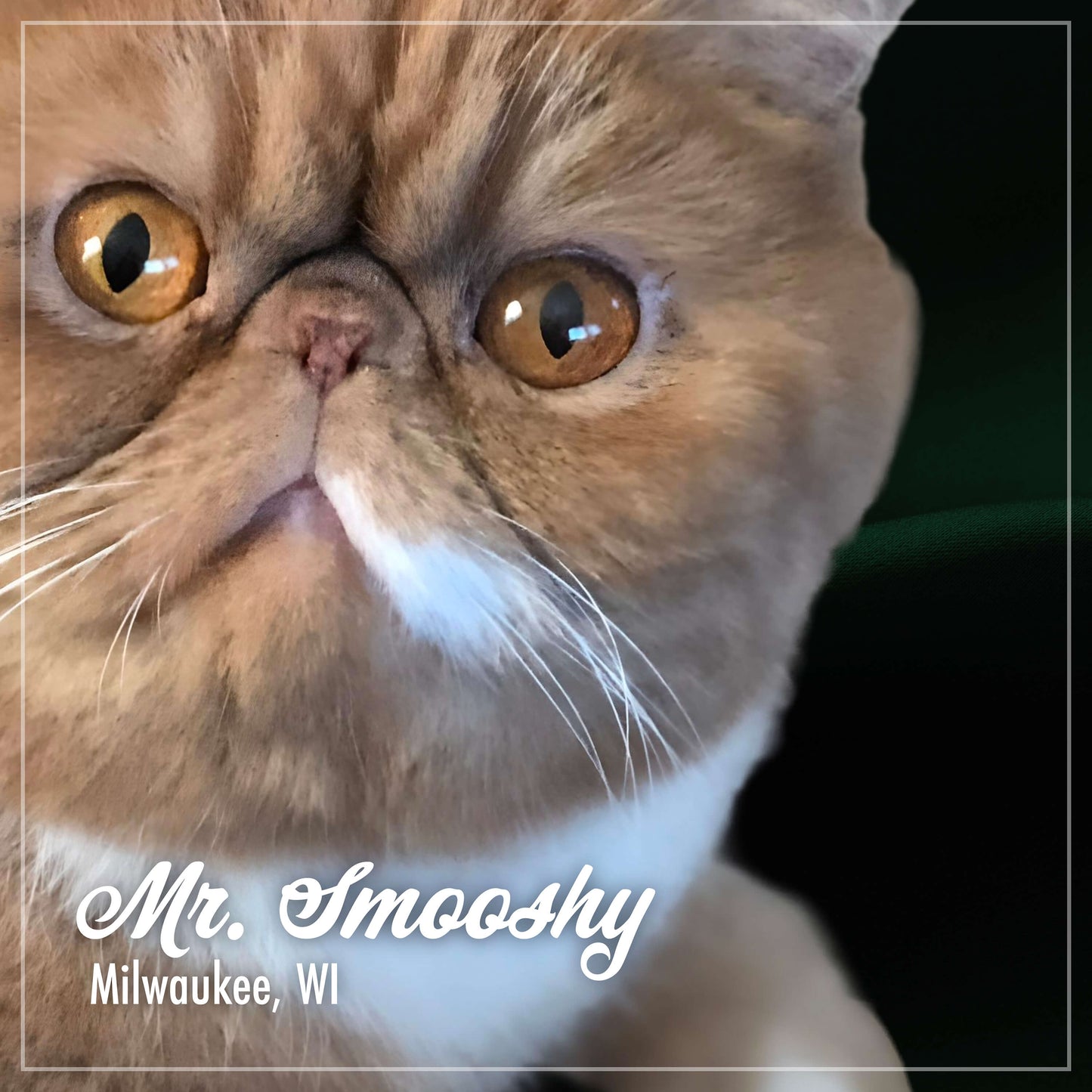 Fromm Purrsnickitty Duck Liver Pate Canned Cat Food, 3 oz