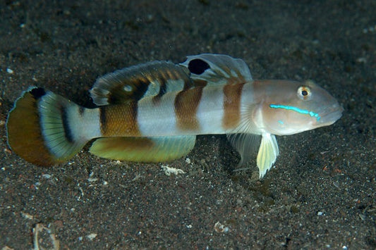 Tiger Watchman Goby